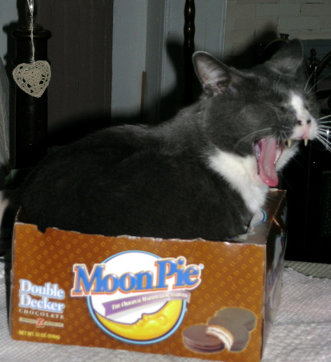 Moonpie